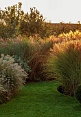 NATURAL SWIMMING POND GARDEN, ITALY BY GPT STUDIO, FALL, AUTUMN, OCTOBER, BORDER, GRASSES, MOLINIA TRANSPARENT, MISCANTHUS MORNING LIGHT, LAWN, PENNISETUM HAMELN