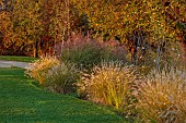 NATURAL SWIMMING POND GARDEN, ITALY BY GPT STUDIO, FALL, AUTUMN, OCTOBER, BORDER, GRASSES, MISCANTHUS MORNING LIGHT, LAWN, PENNISETUM HAMELN, AMELANCHIER CANADENSIS ADELWEISS