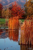 NATURAL SWIMMING POND GARDEN, ITALY BY GPT STUDIO, FALL, AUTUMN, OCTOBER, POOL, POND, WATER, TREES, BORROWED LANDSCAPE, REFLECTIONS, REFLECTED, TYPHA LAXMANNII