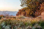 NATURAL SWIMMING POND GARDEN, ITALY BY GPT STUDIO, FALL, AUTUMN, OCTOBER: SUNRISE, GRASSES, PENNISETUM HAMELN, ASTER PRINGLEI MONTE CASSINO