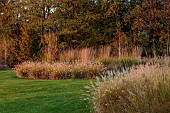NATURAL SWIMMING POND GARDEN, ITALY BY GPT STUDIO, FALL, AUTUMN, OCTOBER: BORDER IN LAWN, GRASSES, MOLINIA TRANSPARENT, PENNISETUM MACROURUM