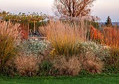 NATURAL SWIMMING POND GARDEN, ITALY BY GPT STUDIO, FALL, AUTUMN, OCTOBER: BORDER, GRASSES, MOLINIA TRANSPARENT, PENNISETUM HAMLELN, DESCHAMPSIA TRAUTRAGER, ASTER MONTE CASSINO
