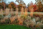 NATURAL SWIMMING POND GARDEN, ITALY BY GPT STUDIO, FALL, AUTUMN, OCTOBER: BORDER IN LAWN, GRASSES, DESCHAMPSIA CESPITOSA TRAUTRAGER, ASTER MONTE CASSINO, MISCANTHUS TRANSPARENT