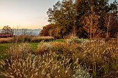 NATURAL SWIMMING POND GARDEN, ITALY BY GPT STUDIO, FALL, AUTUMN, OCTOBER: SUNRISE, GRASSES, PENNISETUM HAMELN, ASTER PRINGLEI MONTE CASSINO, PERSICARIA AMPLEXICAULIS