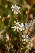 NATURAL SWIMMING POND GARDEN, ITALY BY GPT STUDIO, FALL, AUTUMN, OCTOBER, WHITE FLOWERS, BLOOMS OF GAURA LINDHEIMERI, PERENNIALS