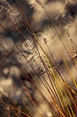 NATURAL SWIMMING POND GARDEN, ITALY BY GPT STUDIO, FALL, AUTUMN, OCTOBER, FLOWERS OF PENNISETUM HAMELN, GRASSES