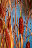 NATURAL SWIMMING POND GARDEN, ITALY BY GPT STUDIO, FALL, AUTUMN, OCTOBER, TYPHA LAXMANNII, GOLDEN REED MACE, SLENDER REED MACE