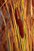 NATURAL SWIMMING POND GARDEN, ITALY BY GPT STUDIO, FALL, AUTUMN, OCTOBER, TYPHA LAXMANNII, GOLDEN REED MACE, SLENDER REED MACE