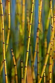 NATURAL SWIMMING POND GARDEN, ITALY BY GPT STUDIO, FALL, AUTUMN, OCTOBER, EQUISETUM HYEMALE, SCOURING RUSH, POND, AQUATIC