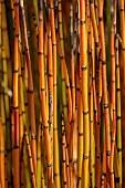 NATURAL SWIMMING POND GARDEN, ITALY BY GPT STUDIO, FALL, AUTUMN, OCTOBER, EQUISETUM HYEMALE, SCOURING RUSH, POND, AQUATIC