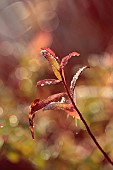 NATURAL SWIMMING POND GARDEN, ITALY BY GPT STUDIO, FALL, AUTUMN, OCTOBER, LEAVES, FOLIAGE OF EUPHORBIA PALUSTRIS