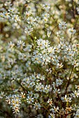 GARDEN, ITALY BY GPT STUDIO, FALL, AUTUMN, OCTOBER, WHITE FLOWERS, BLOOMS OF ASTER PRINGLEI MONTECASSINO, SYMPHYOTRICHUM PILOSUM VAR. PRINGLEI MONTE CASSINO