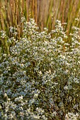 GARDEN, ITALY BY GPT STUDIO, FALL, AUTUMN, OCTOBER, WHITE FLOWERS, BLOOMS OF ASTER PRINGLEI MONTECASSINO, SYMPHYOTRICHUM PILOSUM VAR. PRINGLEI MONTE CASSINO