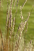 NATURAL SWIMMING POND GARDEN, ITALY BY GPT STUDIO, FALL, AUTUMN, OCTOBER, GRASSES, SPARTINA PECTINATA AUREOMARGINATA
