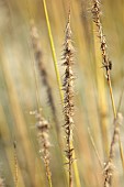 NATURAL SWIMMING POND GARDEN, ITALY BY GPT STUDIO, FALL, AUTUMN, OCTOBER, GRASSES, SPARTINA PECTINATA AUREOMARGINATA
