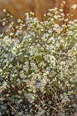 GARDEN, ITALY BY GPT STUDIO, FALL, AUTUMN, OCTOBER, WHITE FLOWERS, BLOOMS OF ASTER PRINGLEI MONTECASSINO, SYMPHYOTRICHUM PILOSUM VAR. PRINGLEI MONTE CASSINO
