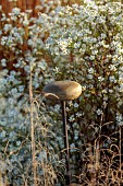 GARDEN, ITALY BY GPT STUDIO, FALL, AUTUMN, OCTOBER, ASTER PRINGLEI MONTECASSINO, SYMPHYOTRICHUM PILOSUM VAR. PRINGLEI MONTE CASSINO, MUSHROOM LIGHT BY 9010NOVANTADIECI