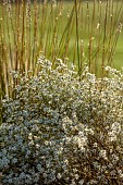 GARDEN, ITALY BY GPT STUDIO, FALL, AUTUMN, OCTOBER, WHITE FLOWERS, BLOOMS OF ASTER PRINGLEI MONTECASSINO, SYMPHYOTRICHUM PILOSUM VAR. PRINGLEI MONTE CASSINO