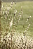 NATURAL SWIMMING POND GARDEN, ITALY BY GPT STUDIO, FALL, AUTUMN, OCTOBER, GRASSES, SPARTINA PECTINATA AUREOMARGINATA