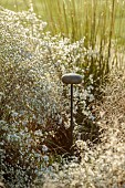GARDEN, ITALY BY GPT STUDIO, FALL, AUTUMN, OCTOBER, ASTER PRINGLEI MONTECASSINO, SYMPHYOTRICHUM PILOSUM VAR. PRINGLEI MONTE CASSINO, MUSHROOM LIGHT BY 9010NOVANTADIECI