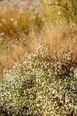 NATURAL SWIMMING POND GARDEN, ITALY BY GPT STUDIO, FALL, AUTUMN, OCTOBER, WHITE FLOWERS, BLOOMS OF ASTER PRINGLEI MONTECASSINO, SYMPHYOTRICHUM PILOSUM VAR. PRINGLEI MONTE CASSINO