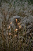 GARDEN, ITALY BY GPT STUDIO, FALL, AUTUMN, OCTOBER, PENNISETUM HAMELN, MUSHROOM LIGHTS BY 9010NOVANTADIECI, LIGHTING, NIGHT