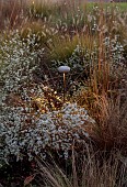 GARDEN, ITALY BY GPT STUDIO, FALL, AUTUMN, OCTOBER, ASTER PRINGLEI MONTECASSINO, SYMPHYOTRICHUM PILOSUM VAR. PRINGLEI MONTE CASSINO, MUSHROOM LIGHTS BY 9010NOVANTADIECI, LIGHTING