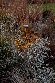 GARDEN, ITALY BY GPT STUDIO, FALL, AUTUMN, OCTOBER, ASTER PRINGLEI MONTECASSINO, SYMPHYOTRICHUM PILOSUM VAR. PRINGLEI MONTE CASSINO, MUSHROOM LIGHTS BY 9010NOVANTADIECI, LIGHTING