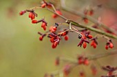 BLUEBELL ARBORETUM AND NURSERY, LEICESTERSHIRE: ORANGE FRUITS, BERRIES OF EUONYMUS ALATUS CHICAGO FIRE, SHRUBS