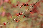 BLUEBELL ARBORETUM AND NURSERY, LEICESTERSHIRE: ORANGE FRUITS, BERRIES OF EUONYMUS ALATUS CHICAGO FIRE, SHRUBS