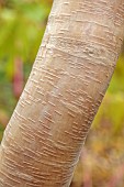 BLUEBELL ARBORETUM AND NURSERY, LEICESTERSHIRE: BARK, TRUNK OF BIRCH, BETULA UTILIS NEPALESE ORANGE, TREES