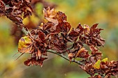 BLUEBELL ARBORETUM AND NURSERY, LEICESTERSHIRE: BROWN LEAVES, FOLIAGE OF FAGUS SYLVATICA CRISTATA, TREES