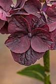 BLUEBELL ARBORETUM AND NURSERY, LEICESTERSHIRE: PLUM FLOWERS, BLOOMS OF HYDRANGEA MACROPHYLLA MERVEILLE SANGUINE, SHRUBS