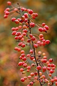 BLUEBELL ARBORETUM AND NURSERY, LEICESTERSHIRE: ORANGE FRUITS, BERRIES OF MALUS X ADIRONDACK, CRAB APPLE, DECIDUOUS, TREES