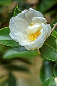 BLUEBELL ARBORETUM AND NURSERY, LEICESTERSHIRE: WHITE FLOWERS, BLOOMS OF CAMELLIA SASANQUA KENKYO, SHRUBS