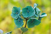 BLUEBELL ARBORETUM AND NURSERY, LEICESTERSHIRE: BLUE, GREEN, JADE FLOWERS, BLOOMS OF HYDRANGEA MACROPHYLLA TAUBE, SHRUBS