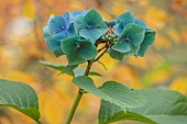 BLUEBELL ARBORETUM AND NURSERY, LEICESTERSHIRE: BLUE, GREEN, JADE FLOWERS, BLOOMS OF HYDRANGEA MACROPHYLLA TAUBE, SHRUBS