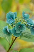 BLUEBELL ARBORETUM AND NURSERY, LEICESTERSHIRE: BLUE, GREEN, JADE FLOWERS, BLOOMS OF HYDRANGEA MACROPHYLLA TAUBE, SHRUBS