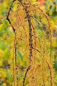 BLUEBELL ARBORETUM AND NURSERY, LEICESTERSHIRE: FOLIAGE, LEAVES OF LARCH, LARIX DECIDUA PULI, TREES