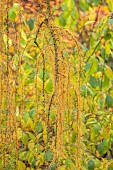 BLUEBELL ARBORETUM AND NURSERY, LEICESTERSHIRE: FOLIAGE, LEAVES OF LARCH, LARIX DECIDUA PULI, TREES