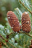 BLUEBELL ARBORETUM AND NURSERY, LEICESTERSHIRE: ABIES KOREANA SILBERLOCKE, KOREAN FIR, TREES