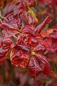 BLUEBELL ARBORETUM AND NURSERY, LEICESTERSHIRE: RED FOLIAGE, LEAVES OF AZALEA GEORGE REYNOLDS, SHRUBS