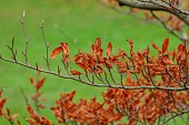 BLUEBELL ARBORETUM AND NURSERY, LEICESTERSHIRE: LEAVES, FOLIAGE OF FAGUS SYLVATICA GREENWOOD, TREES