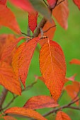 BLUEBELL ARBORETUM AND NURSERY, LEICESTERSHIRE: RED, ORANGE LEAVES, FOLIAGE OF NYSSA SINENSIS HEDDON FLAME, TREES