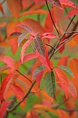 BLUEBELL ARBORETUM AND NURSERY, LEICESTERSHIRE: RED, ORANGE LEAVES, FOLIAGE OF NYSSA SINENSIS HEDDON FLAME, TREES