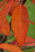 BLUEBELL ARBORETUM AND NURSERY, LEICESTERSHIRE: RED, ORANGE LEAVES, FOLIAGE OF NYSSA SINENSIS HEDDON FLAME, TREES