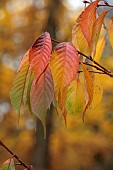 BLUEBELL ARBORETUM AND NURSERY, LEICESTERSHIRE: RED, ORANGE YELLOW, LEAVES, FOLIAGE OF CHERRY, PRUNUS X MATSUMAE- FUKI, TREES