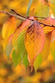 BLUEBELL ARBORETUM AND NURSERY, LEICESTERSHIRE: RED, ORANGE YELLOW, LEAVES, FOLIAGE OF CHERRY, PRUNUS X MATSUMAE- FUKI, TREES