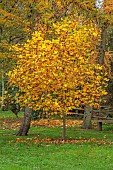 BLUEBELL ARBORETUM AND NURSERY, LEICESTERSHIRE: YELLOW FLOWERS, OF TULIP TREE, LIRIODENDRON TULIPIFERA CRISPUM, TREES