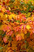 BLUEBELL ARBORETUM AND NURSERY, LEICESTERSHIRE: ORANGE, RED, YELLOW LEAVES, FOLIAGE OF PERSIAN IRONWOOD TREE, PARROTIA PERSICA FELICIE, TREES